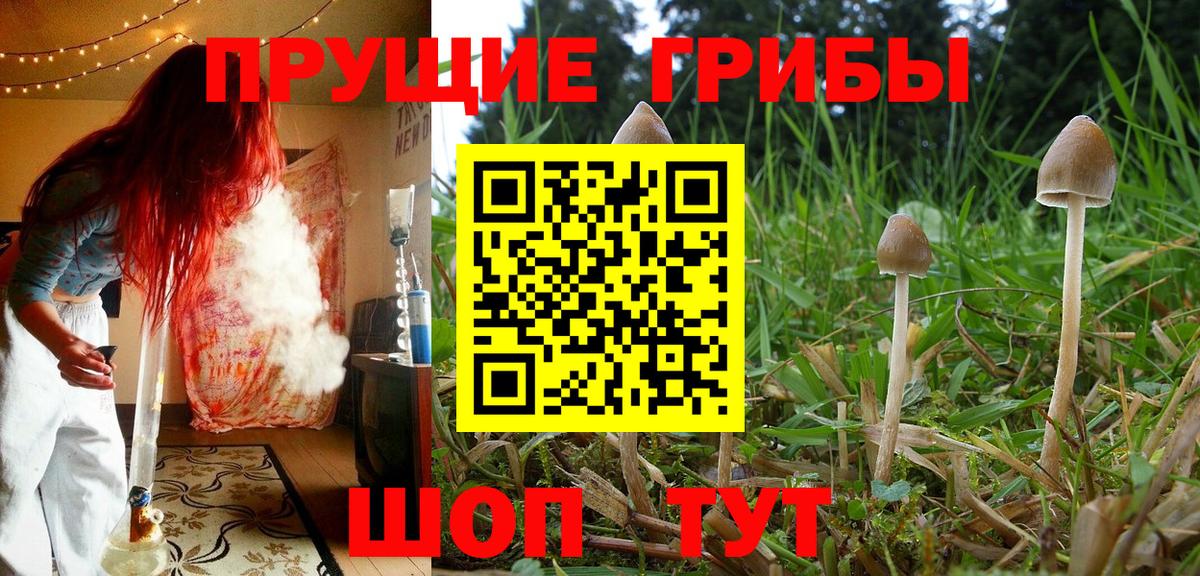 купить наркотики цена  Вход с VPN  Малгобек  Псилоцибиновые грибы GOLDEN TEACHER 